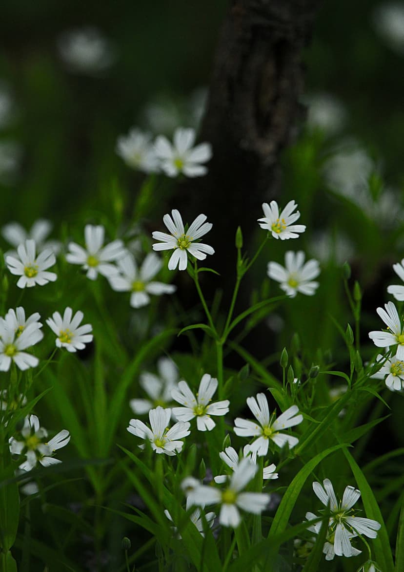 Small white wildflowers with yellow centers grow in green grass against a blurred dark tree trunk background.
