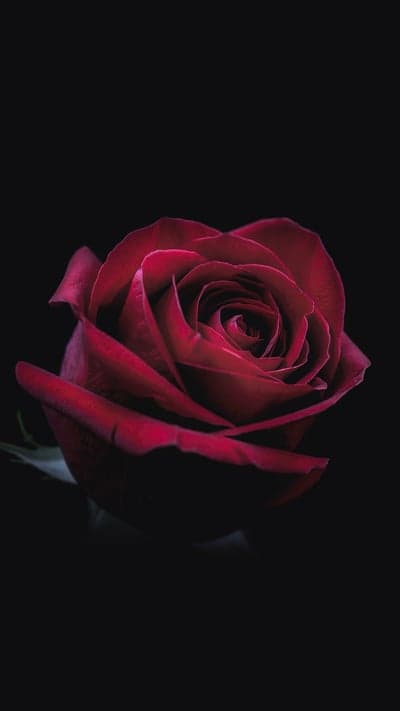 Blooms of Tranquility - A Diverse Floral Collection