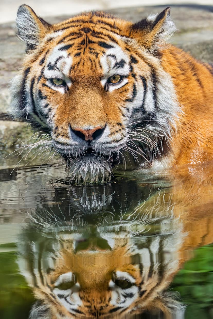 Bengal tiger rests in shallow water with a symmetrical reflection of its orange and black striped face.