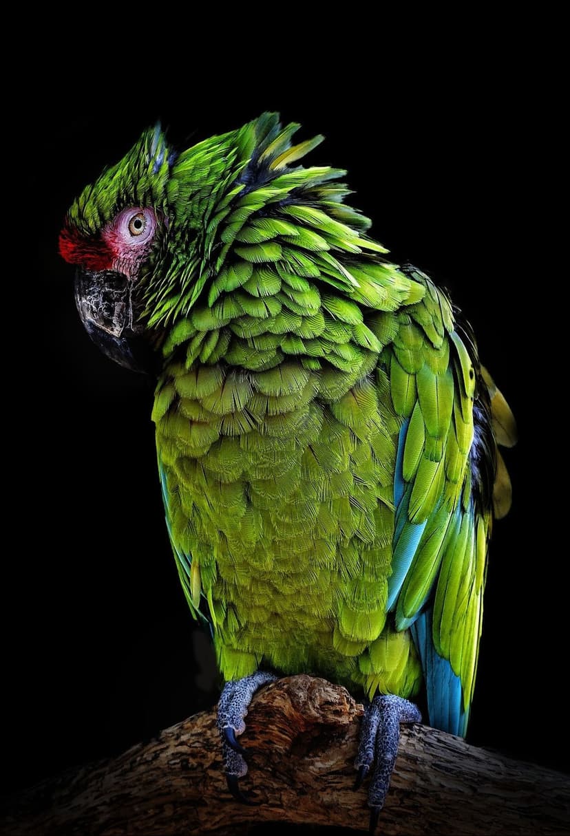 Great Green Macaw with emerald feathers and a blue wing tip perches on a brown branch against a black background.
