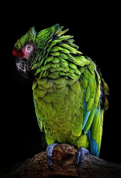 Vibrant Green Macaw Parrot Perched on Branch