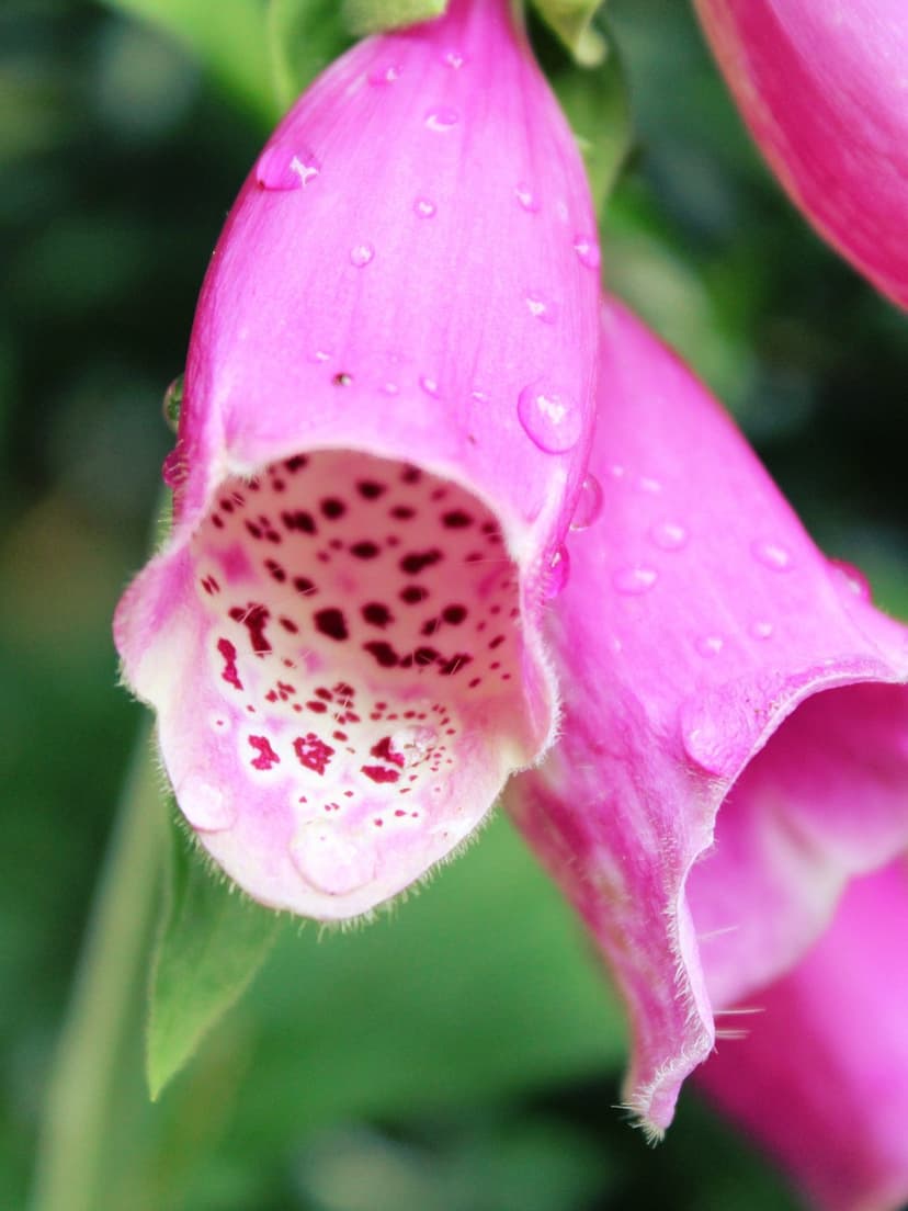 Pink foxglove blossoms with glistening water droplets and purple-speckled interiors in a macro garden view.