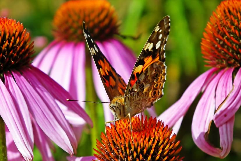 Painted Lady butterfly with patterned wings sits on the orange center of a purple coneflower in a summer garden.