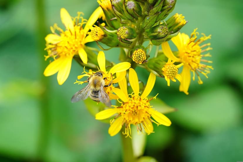 Fuzzy honeybee lands on bright yellow ray florets with blurred wings against a soft green garden background.