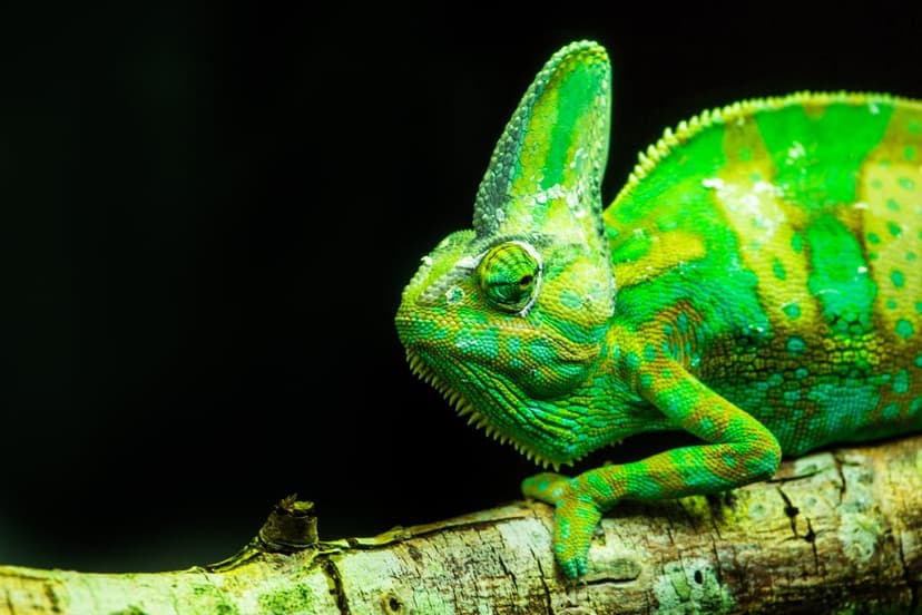 Green chameleon with textured scales and a prominent crest sits on a dark branch against a black background.
