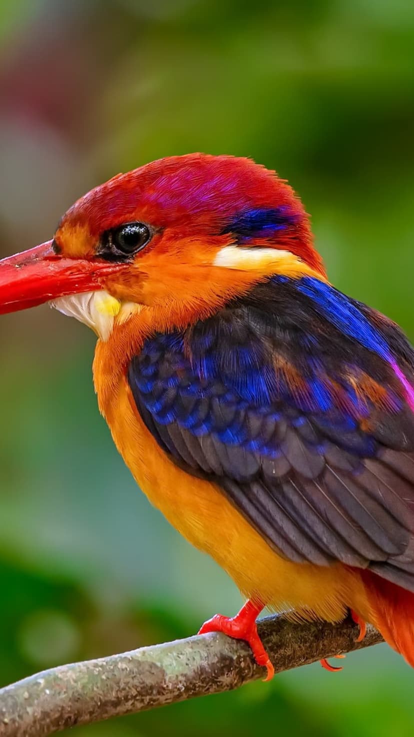 Oriental Dwarf Kingfisher with a red beak and purple wings perches on a twig against a blurred green backdrop.