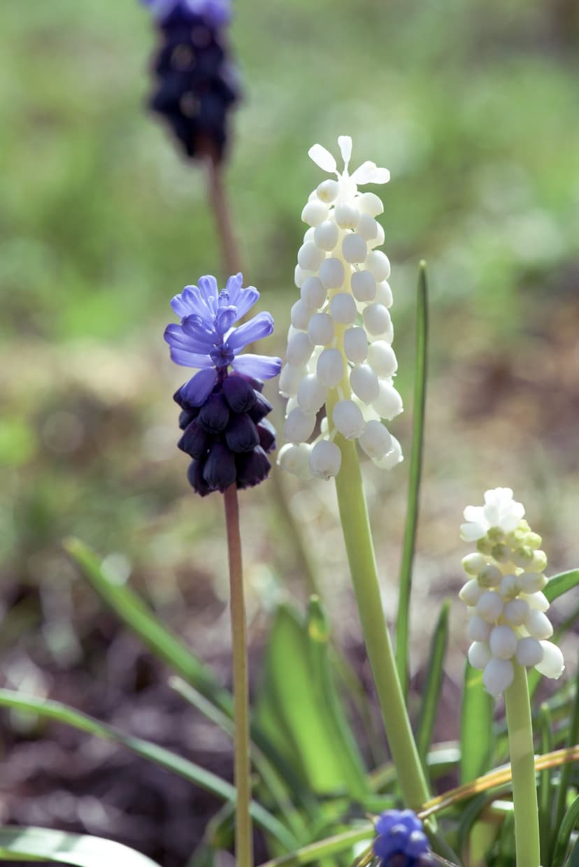 White and blue Muscari flower clusters bloom against a blurred green foliage background in a vertical close-up.