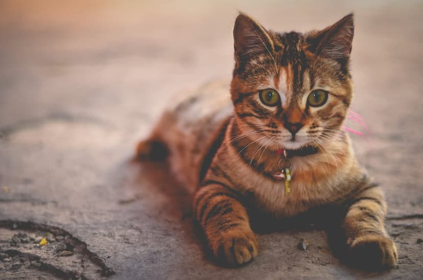 Tabby cat with emerald green eyes lies on textured gray pavement wearing a small bell collar in soft sunlight.