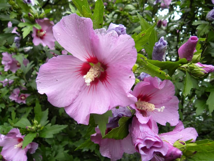 Pink hibiscus flowers with deep red centers and green leaves displayed in a high-resolution vertical macro shot.