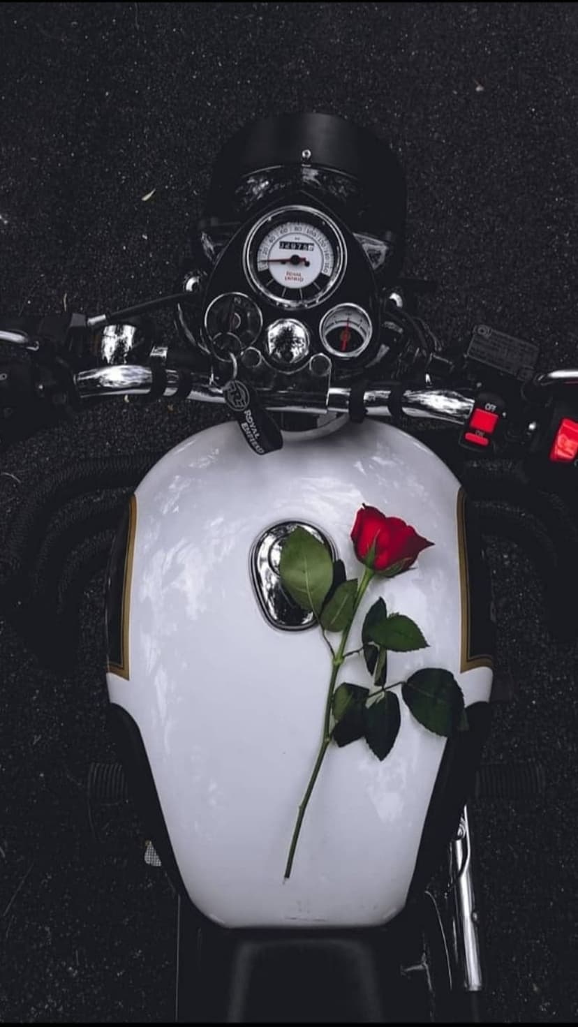 Red rose lies on a white Royal Enfield motorcycle fuel tank next to a chrome speedometer and handlebars.