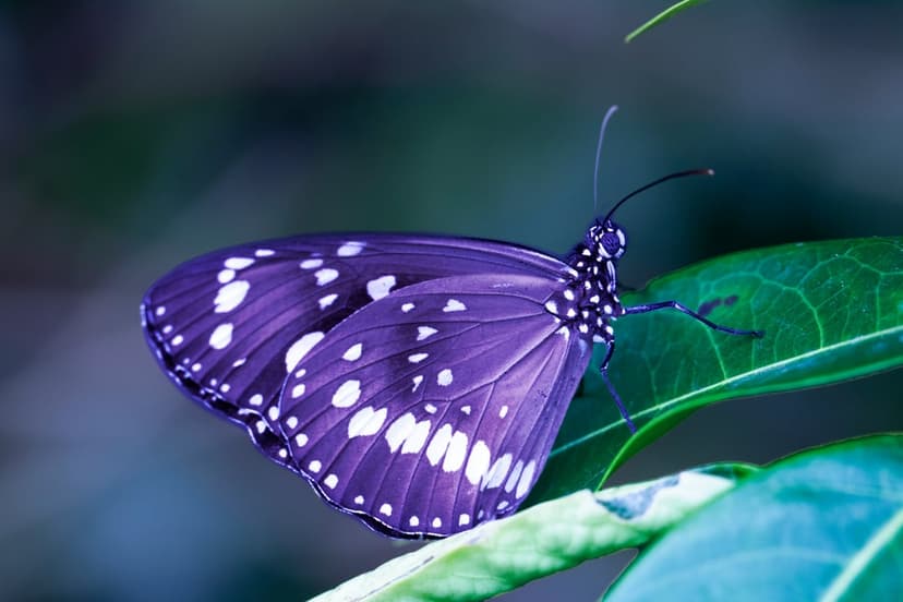Purple butterfly with white spots rests on a green leaf against a blurred cool-toned garden background.