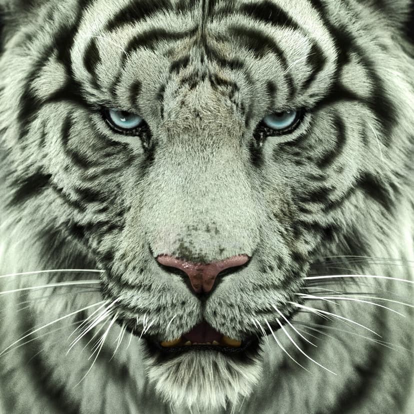 White tiger face close-up showcasing striking blue eyes, black stripes, and white fur in a sharp macro portrait.