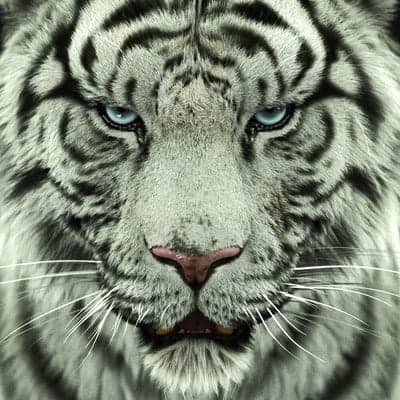 Close-up of a white tiger's intense blue eyes