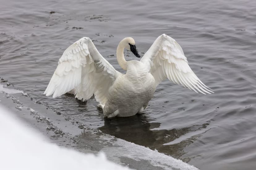 Trumpeter swan with wings spread wide stands in shallow water with ice shards under a soft, overcast light.