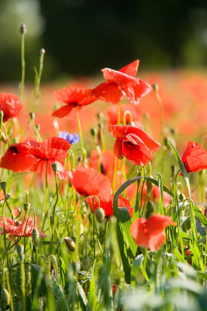 Red poppy petals with green stems and one blue cornflower in a sun-drenched field with blurred bokeh.