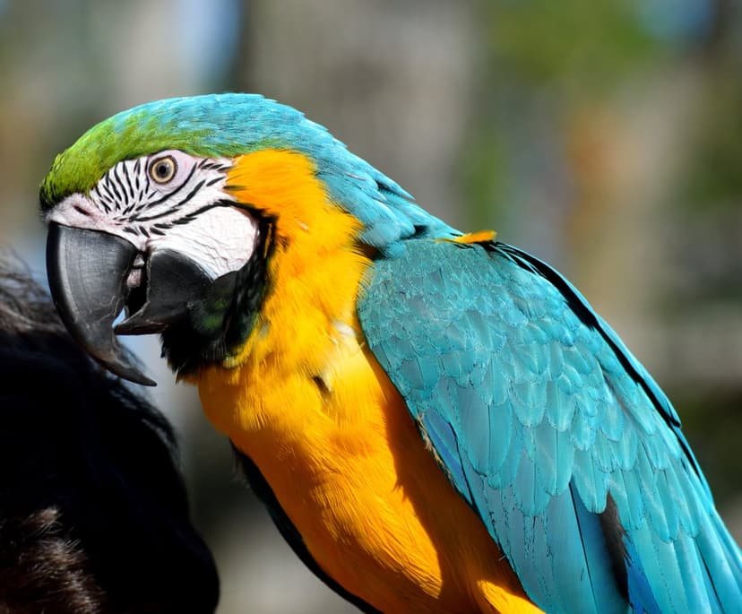 Blue and Gold Macaw with azure feathers and yellow chest displays its curved beak in a sharp close-up portrait.