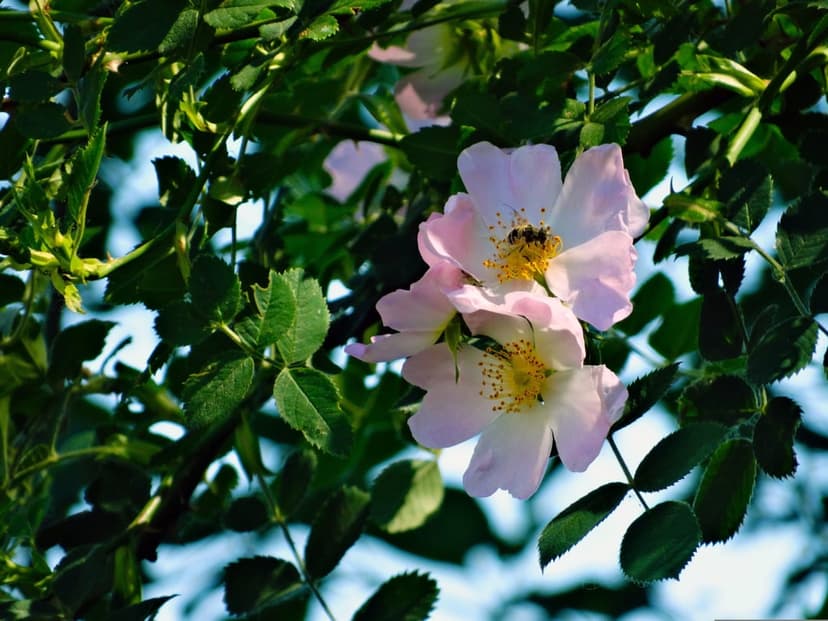 Honeybee on pink wild rose flowers with yellow stamens and green leaves illuminated by bright summer sunlight.