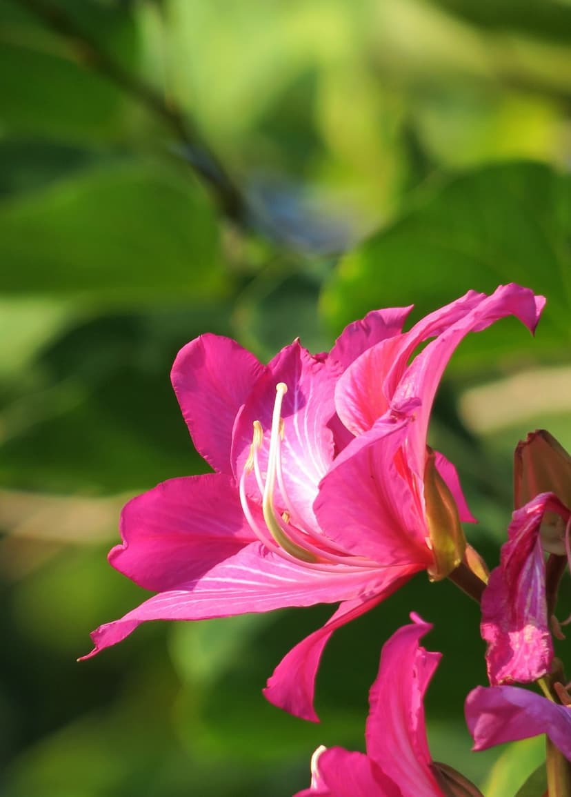 Pink Bauhinia flower with white stamen glows under bright sun against a blurred green leaf background.