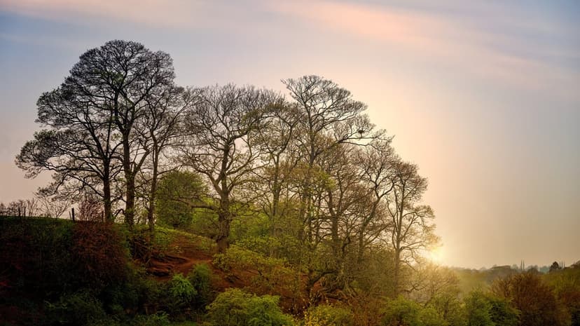 Bare tree branches silhouetted against a pastel pink and orange sunrise over a grassy rolling hillside.