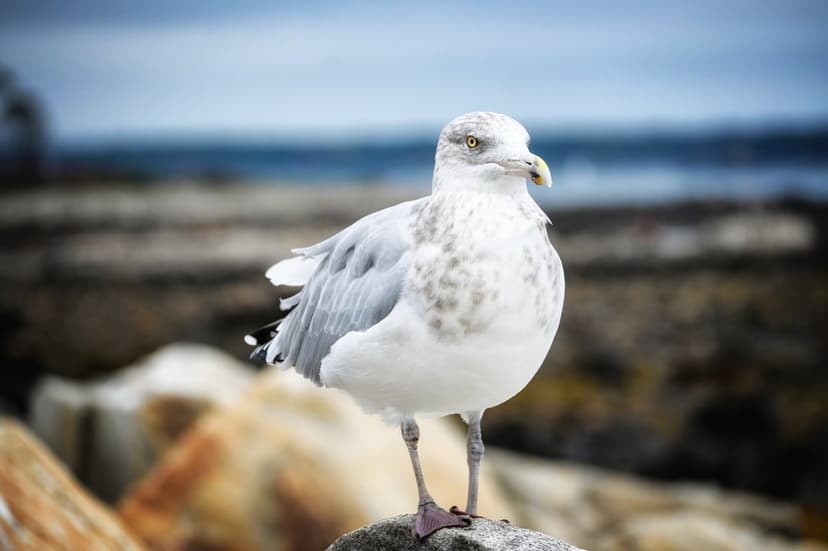 White seagull with gray wings stands on a textured rock against a blurred blue ocean and coastal horizon background.