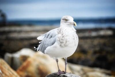 Serene Seagull on Weathered Coastal Rock Phone Wallpaper