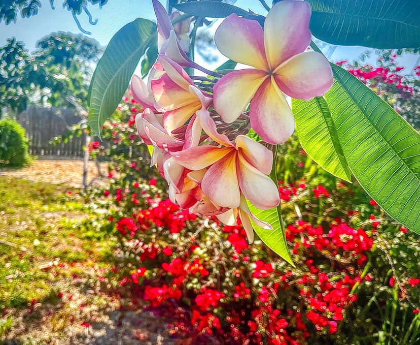 Pink and yellow plumeria flowers bloom against a backdrop of green leaves and red blossoms in a sunny garden.