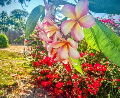 Pink and yellow plumeria flowers in lush garden