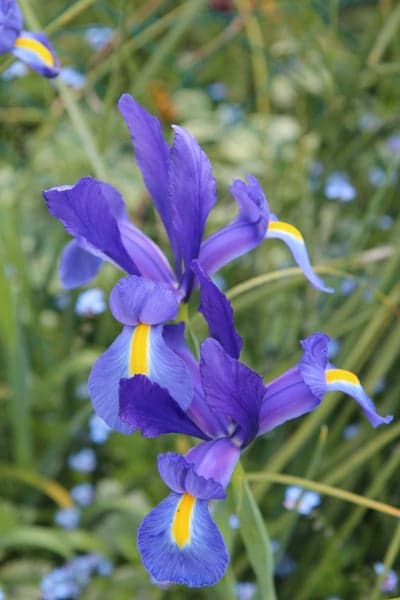 Purple and yellow iris flowers blooming in garden