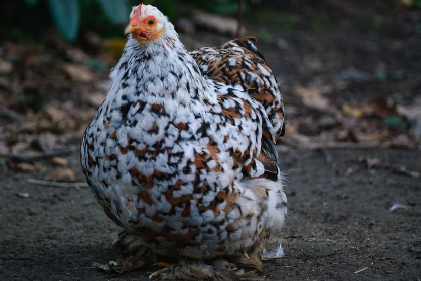 Brahma chicken with speckled black and white feathers and feathered legs stands on a leafy ground outdoors.