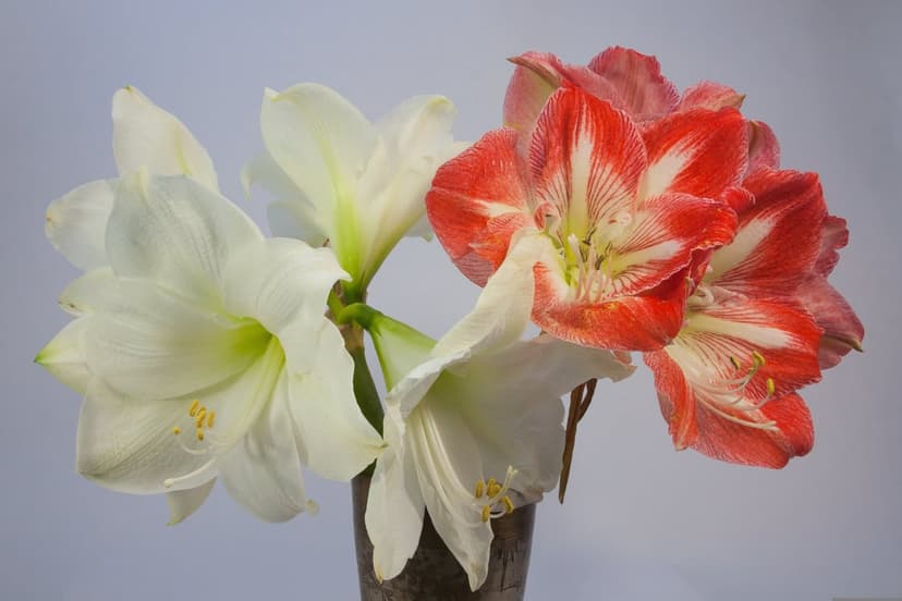 White and red striped amaryllis flowers with trumpet-shaped petals arranged in a vase against a soft background.