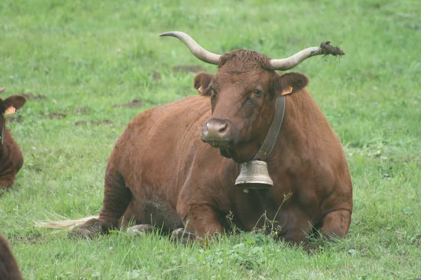 Brown cow with curved horns and a neck bell rests in green grass with a soft-focus meadow background.