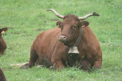 Alpine Brown Cow Resting in High-Res Mobile Wallpaper