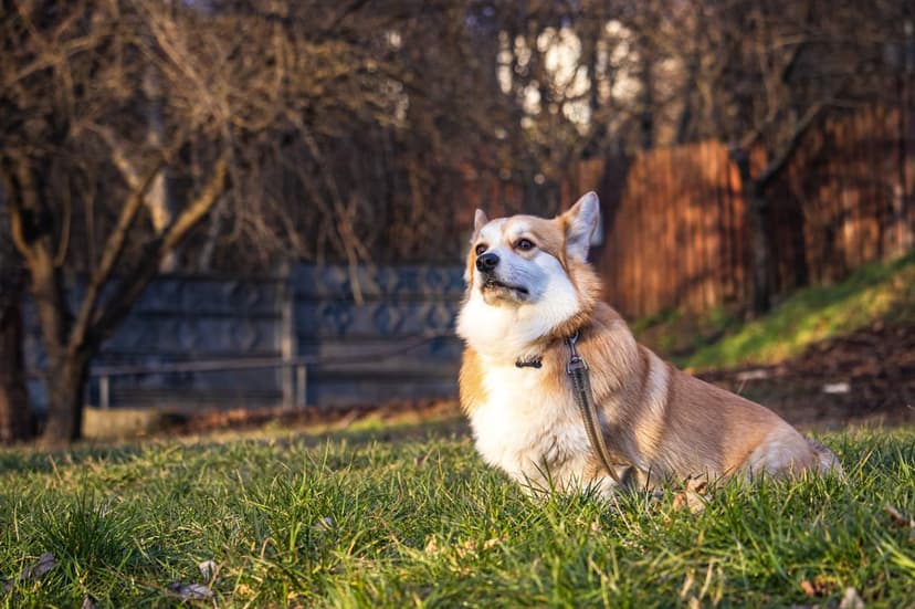Pembroke Welsh Corgi sits on a green lawn with sunlight hitting its tan fur against a background of bare trees.