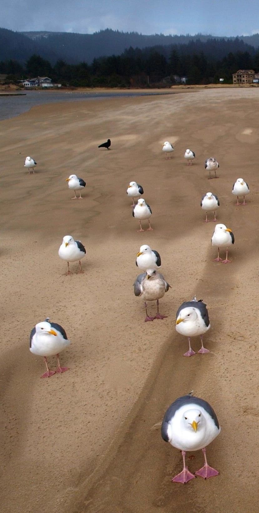 Seagulls stand on a reflective wet beach with a dense green forest and cloudy sky in the background landscape.