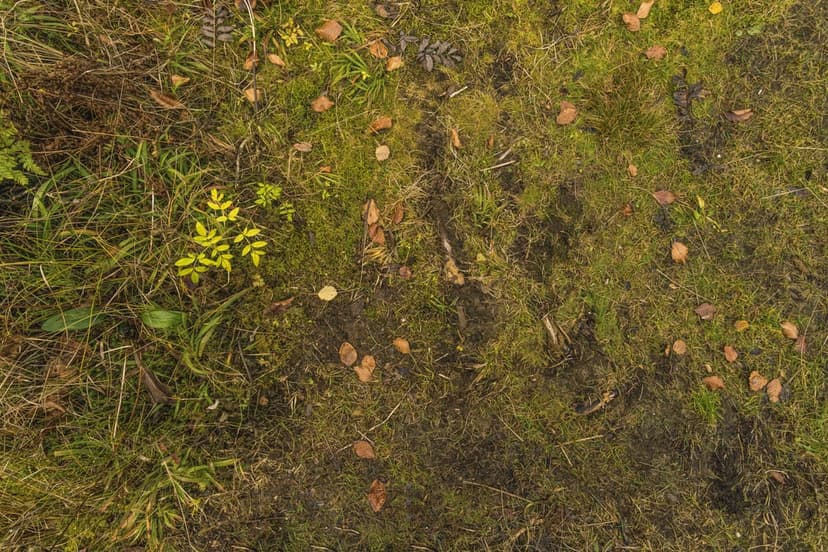Green moss and brown withered leaves cover a damp forest floor in a detailed top-down vertical perspective.
