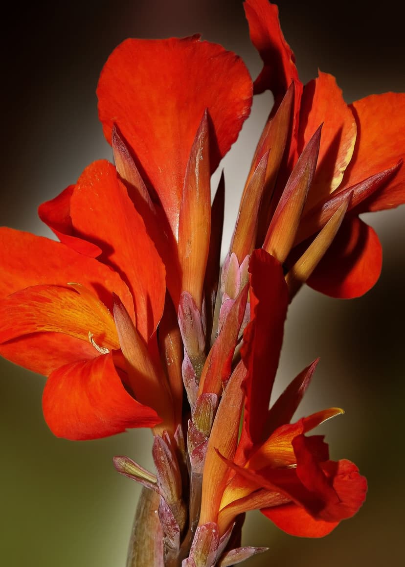 Orange Canna Lily petals and green buds show detailed textures against a blurred natural garden background.