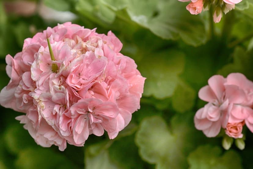 Pink geranium flowers with ruffled petals shown in a soft-focus close-up against blurred green garden leaves.