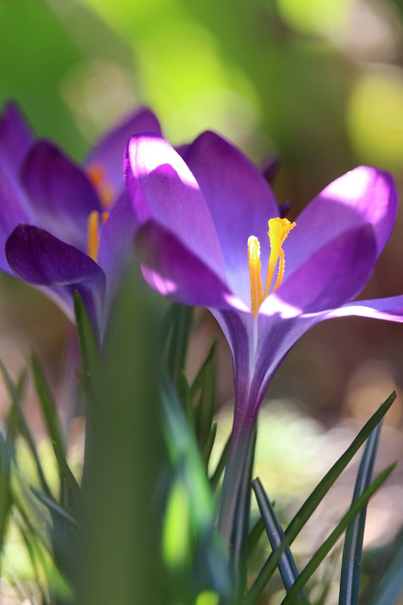 Purple crocus flowers with yellow stamens bloom in soft sunlight against a blurred green meadow background.