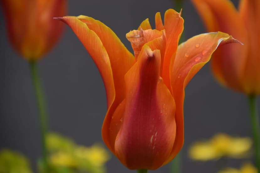 Orange tulip with glistening water droplets on petals against a soft-focus yellow and green background.