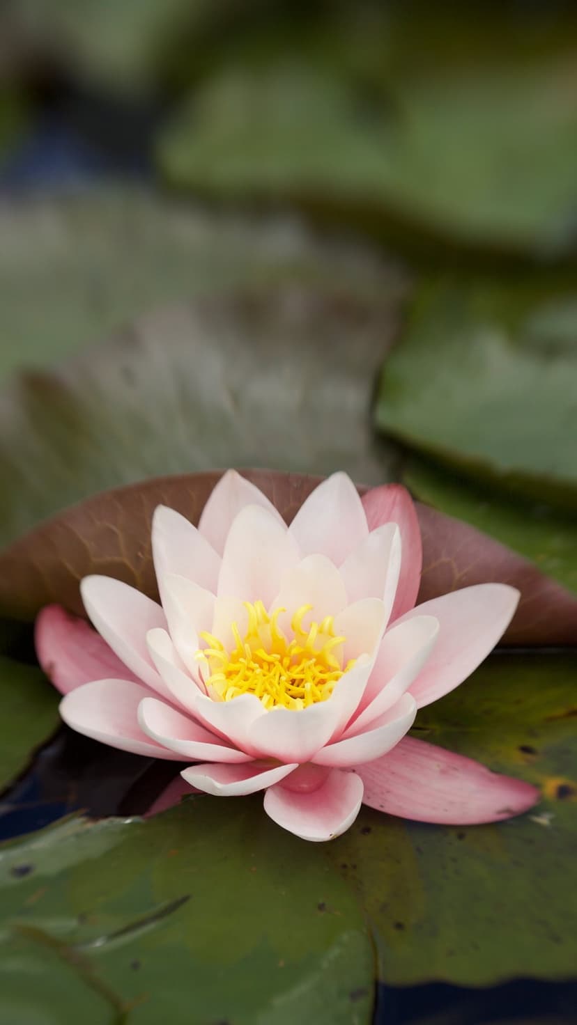 Pink water lily with a yellow center rests on dark green lily pads floating on calm, reflective pond water.