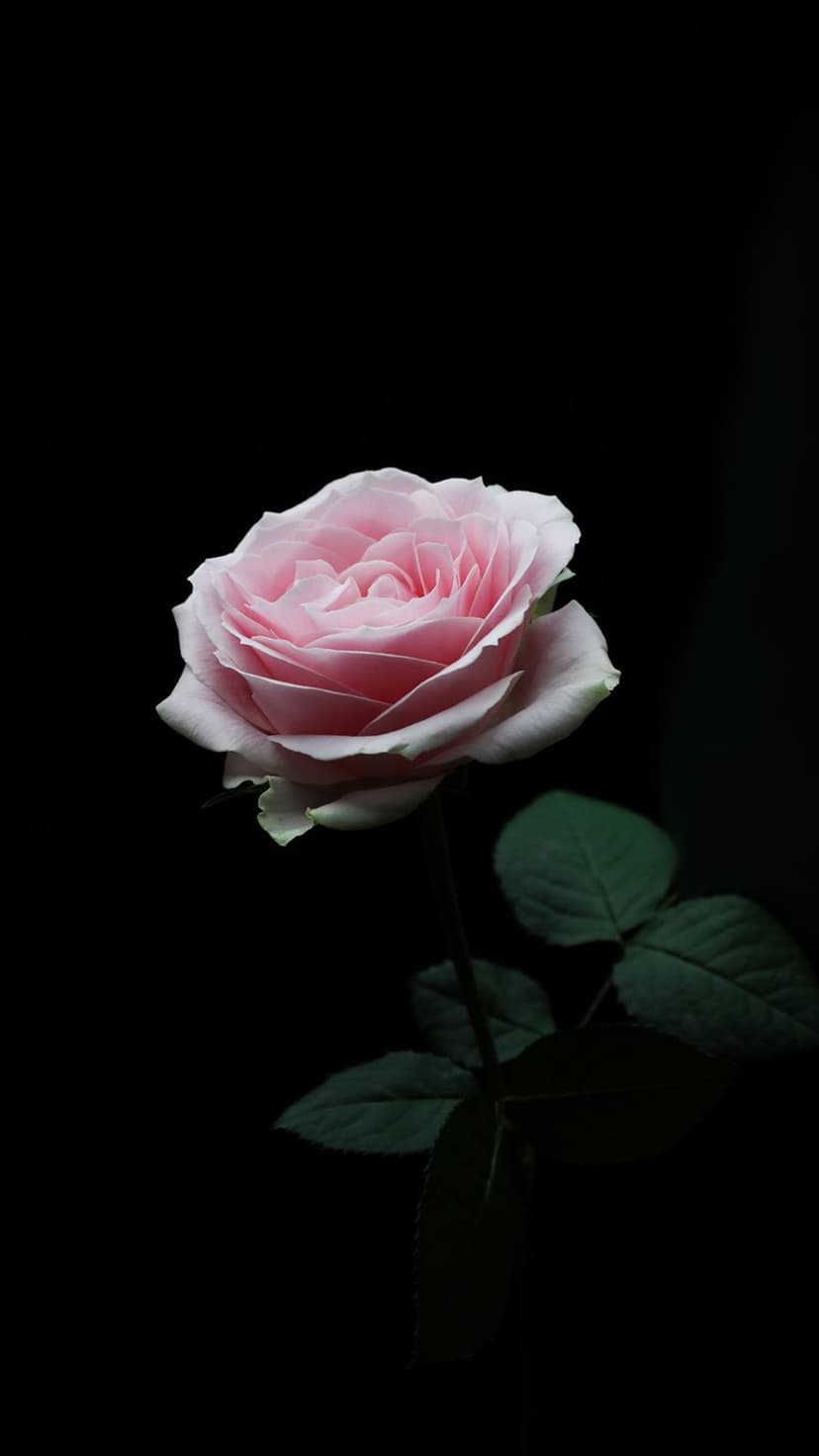 Mixed floral blossoms including blue roses and pink tulips arranged for a vertical mobile phone background.