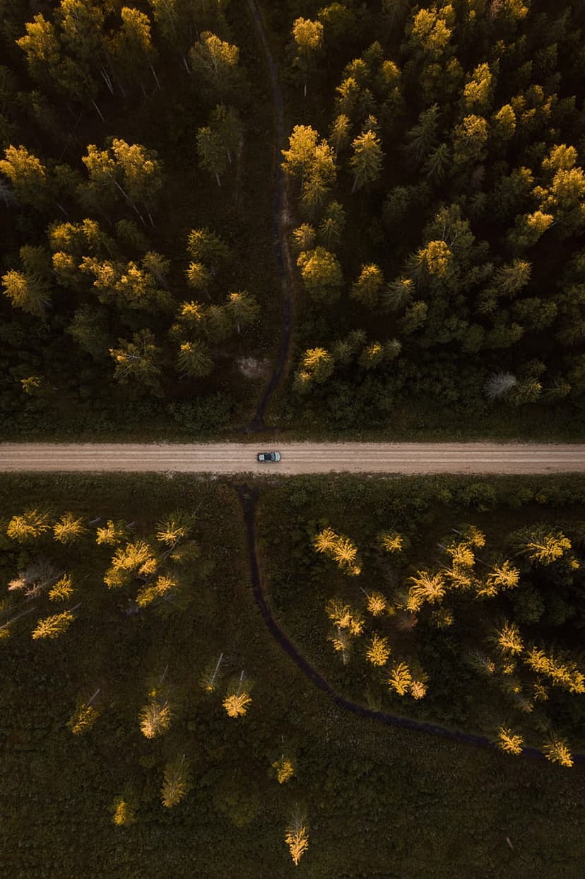 Light car driving on a straight dirt road through a dense forest illuminated by warm golden hour sunlight.