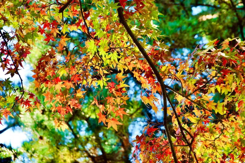 Maple leaves in varying shades of red, yellow, and green glow under soft sunlight filtering through tree branches.