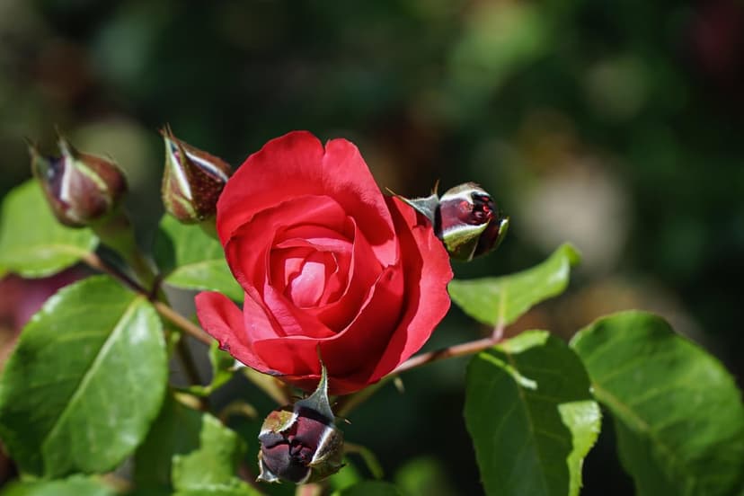 Crimson rose in full bloom with surrounding buds and green leaves against a soft-focus garden background.