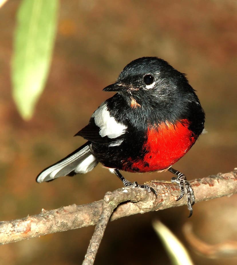 Flame Robin bird with a bright red chest and black wings perches on a twig against a soft green background.
