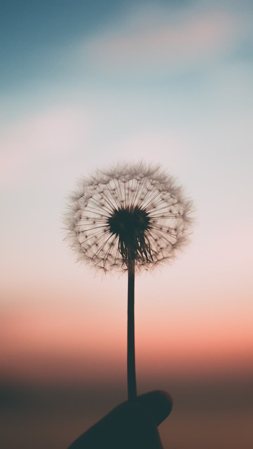 Dandelion seed head held by a dark silhouette against a blue and orange sunset sky with soft bokeh light.