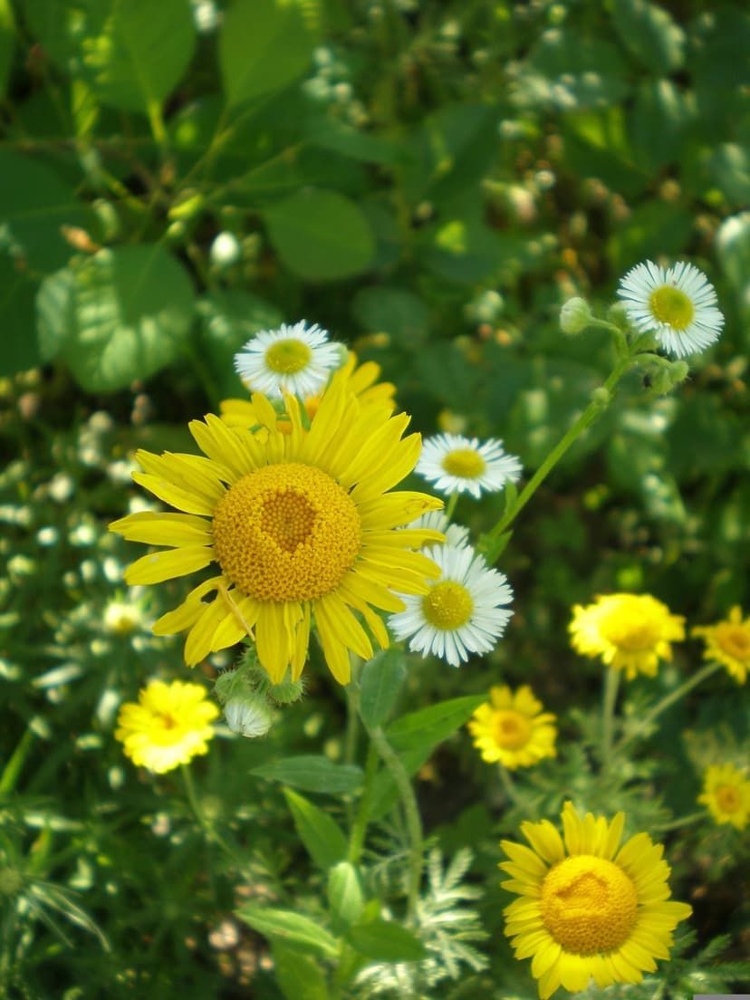 Yellow daisy with a textured center blooms among white flowers and green leaves in a bright, sunlit meadow.