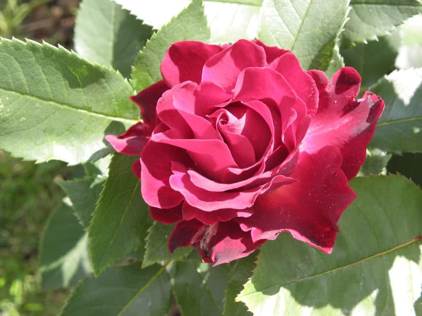 Deep red rose with velvety layered petals surrounded by serrated green leaves under soft outdoor sunlight.
