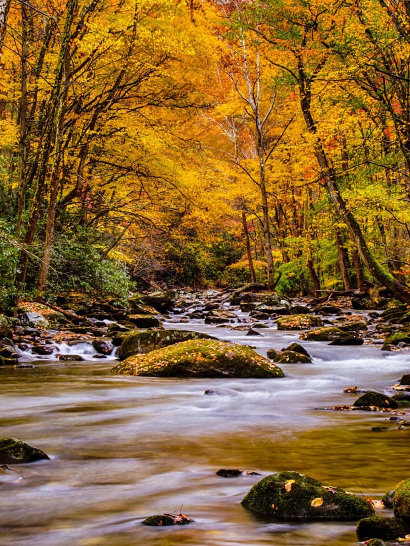 Rushing river water cascades over mossy rocks surrounded by a dense forest of vibrant orange and yellow fall leaves.