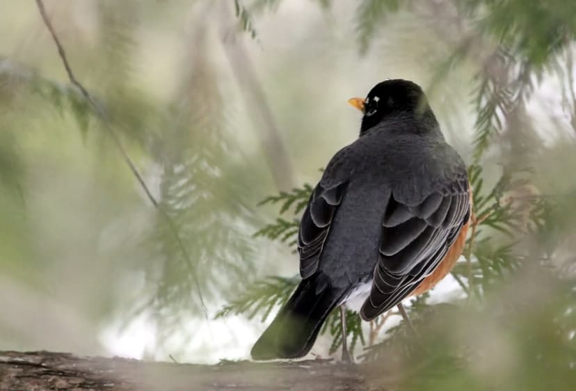 American Robin bird with slate gray feathers and an orange belly perches on a branch in a leafy green forest.
